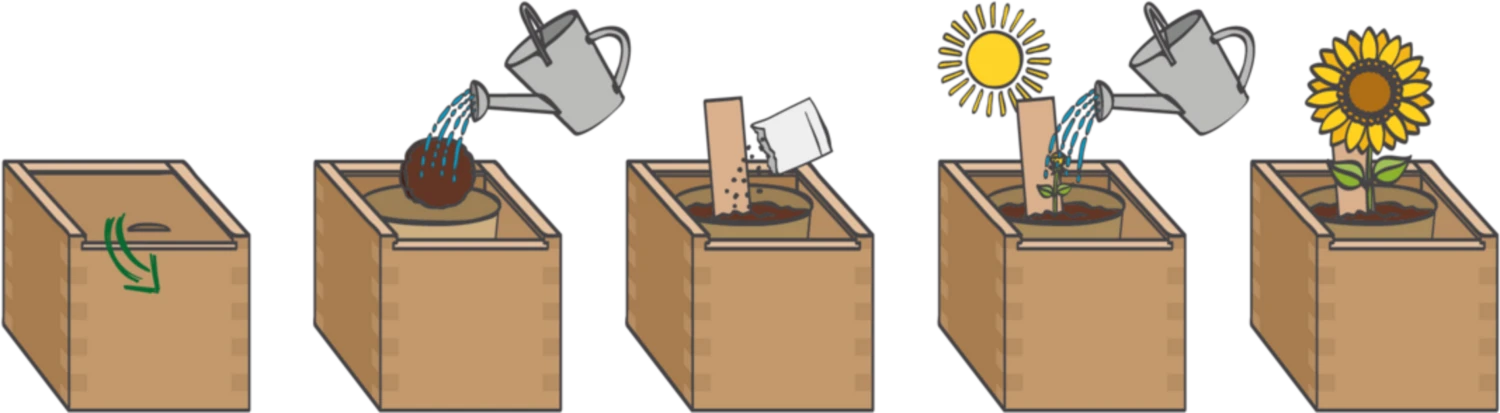 Ecobox - Girasole - immagine 3