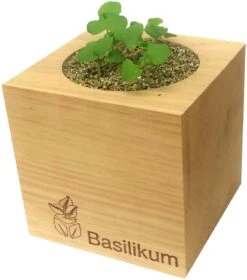 Ecocube - Erbe Aromatiche, Rosmarino