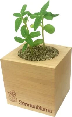 Ecocube - Rosa Selvatica, Rosa Canina