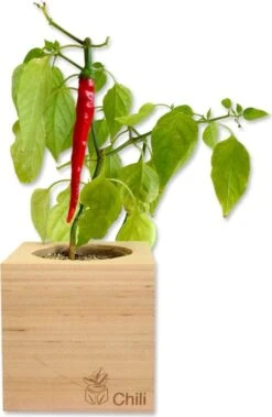 Ecocube- Peperoncino, Peperoncino