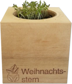 Ecocube - Stella Di Natale