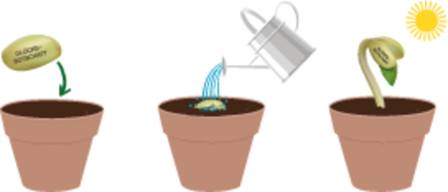 Wonder Bean - Buona Fortuna - immagine 3