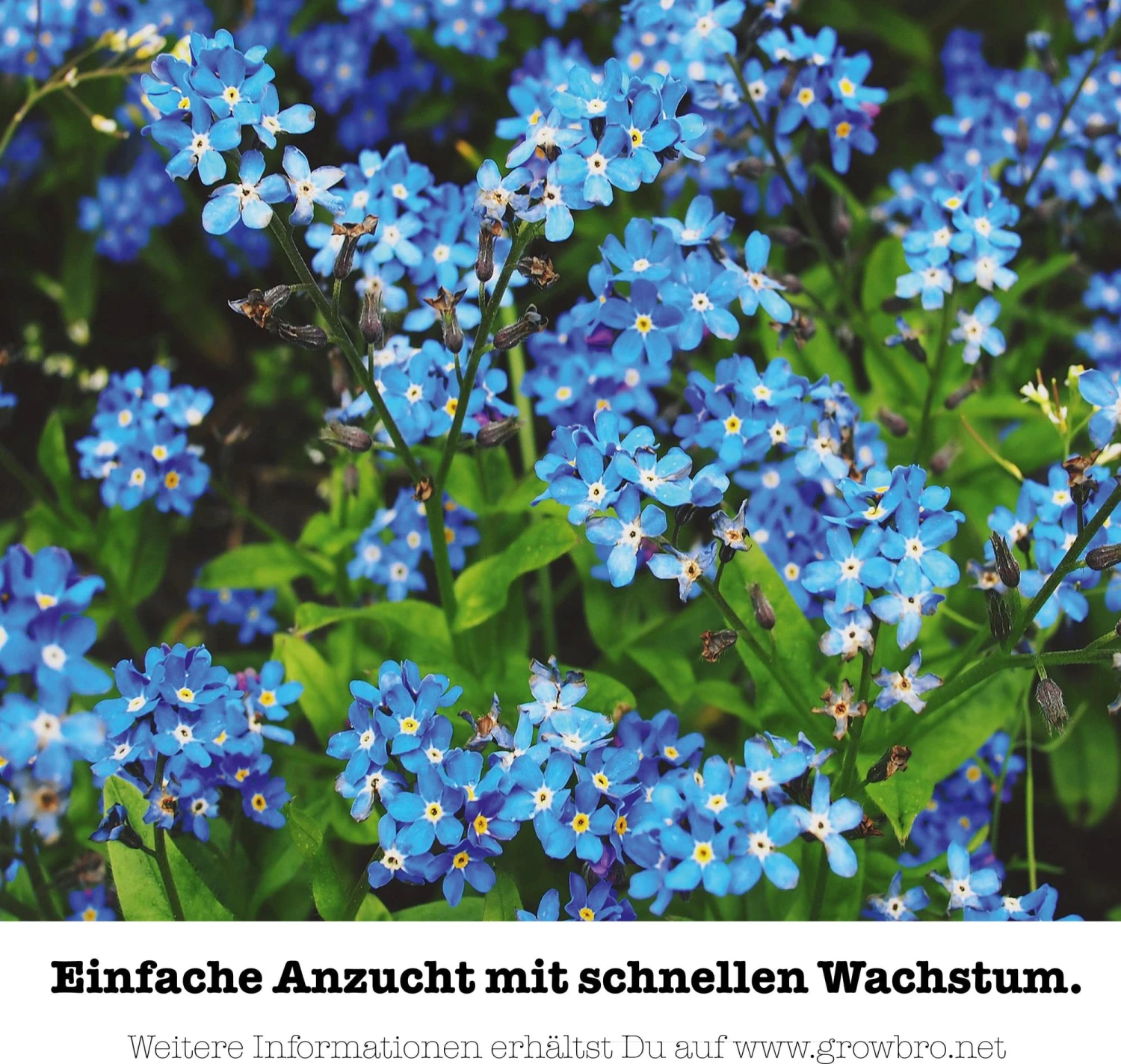 Set Da Coltivazione - Non Ti Scordar Di Me - immagine 6