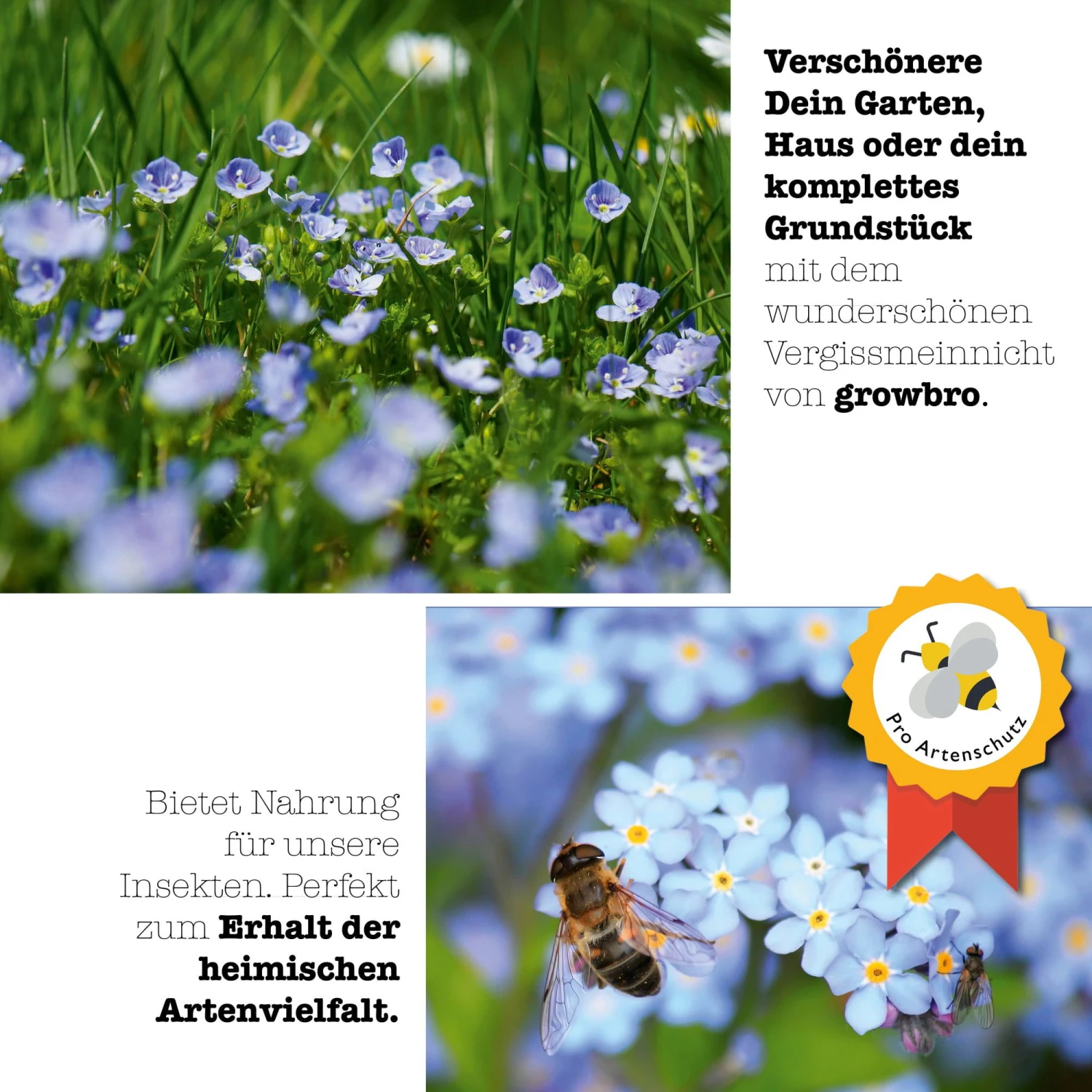 Set Da Coltivazione - Non Ti Scordar Di Me - immagine 4