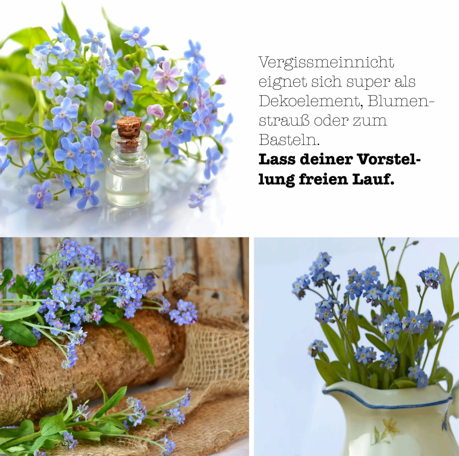 Set Da Coltivazione - Non Ti Scordar Di Me - immagine 7