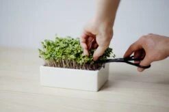 Starter Kit Microgreens