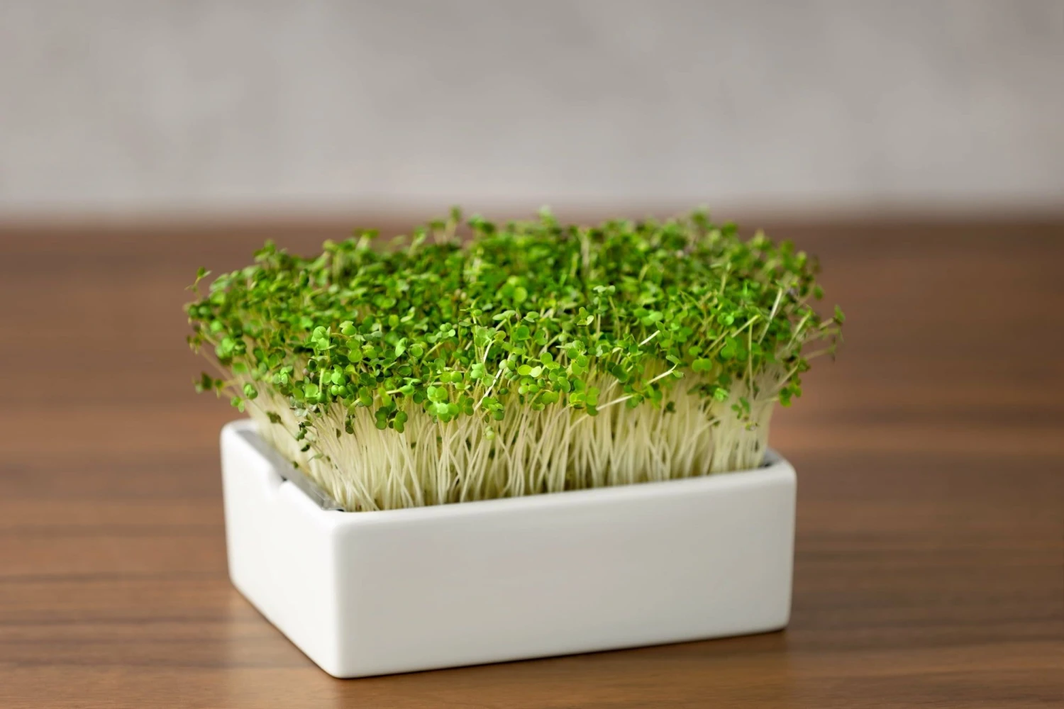 Starter Kit Microgreens - immagine 3