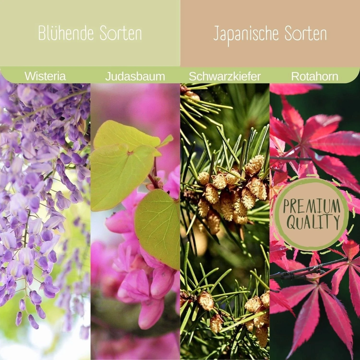 Starter Set - Bonsai - immagine 5