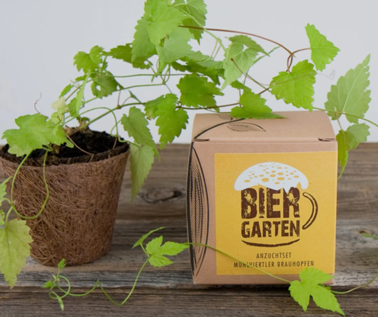 Set Di Coltivazione Luppolo Da Birra - immagine 2