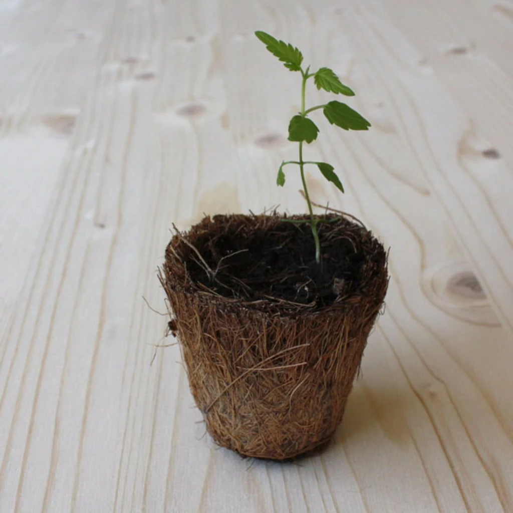 Set Di Coltivazione Luppolo Da Birra - immagine 3