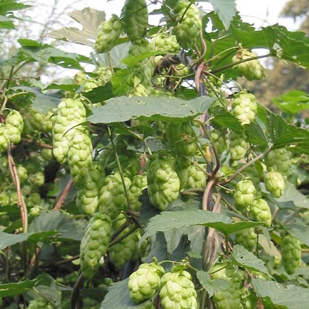 Set Di Coltivazione Luppolo Da Birra - immagine 6