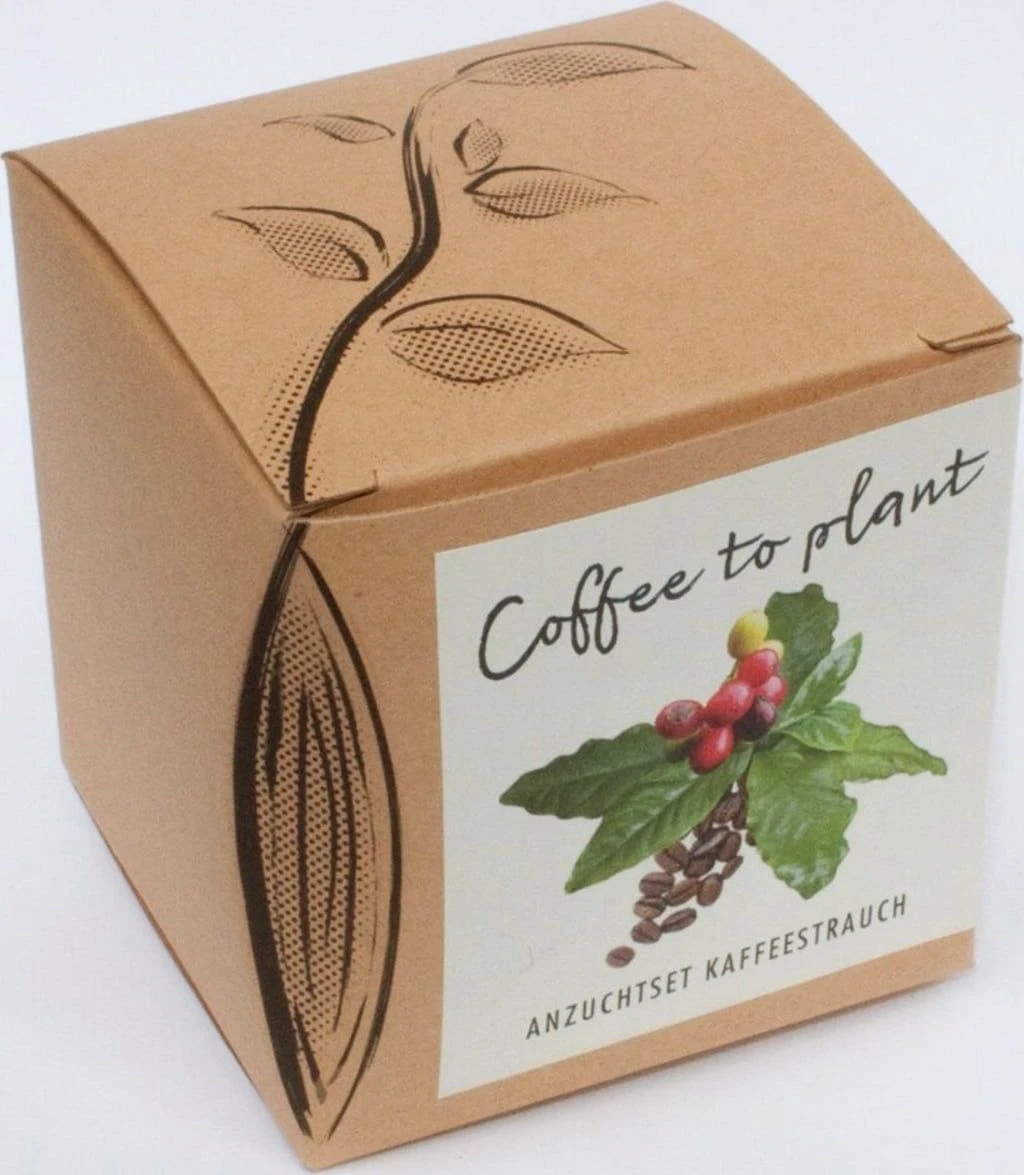 Set Di Coltivazione Pianta Del Caffè - immagine 2