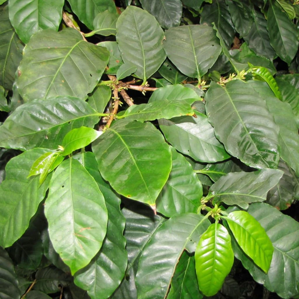 Set Di Coltivazione Pianta Del Caffè - immagine 6