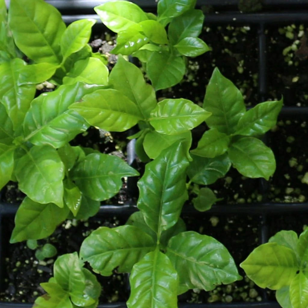 Set Di Coltivazione Pianta Del Caffè - immagine 3