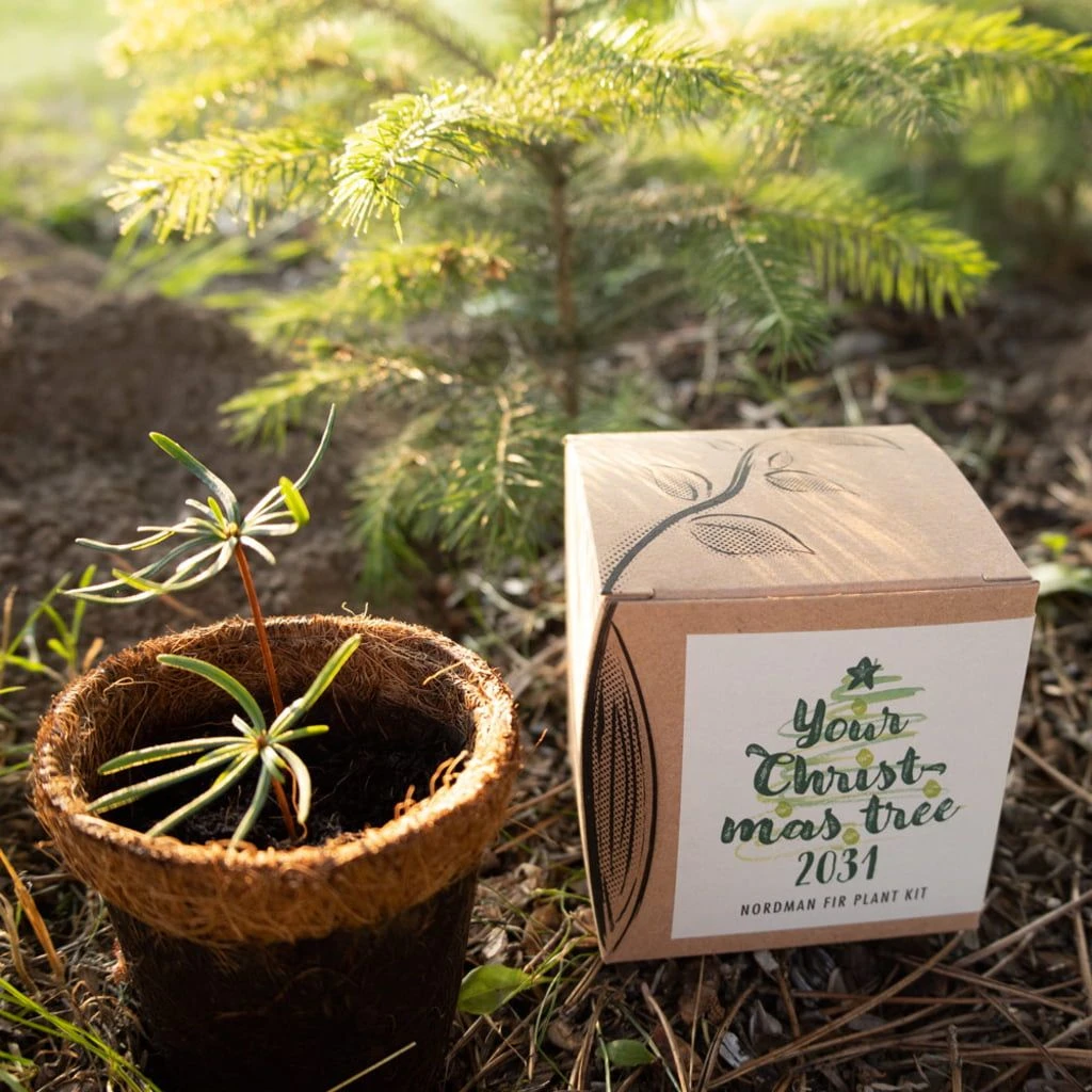 Set Di Coltivazione Your Christmas-Tree 2029 - immagine 4