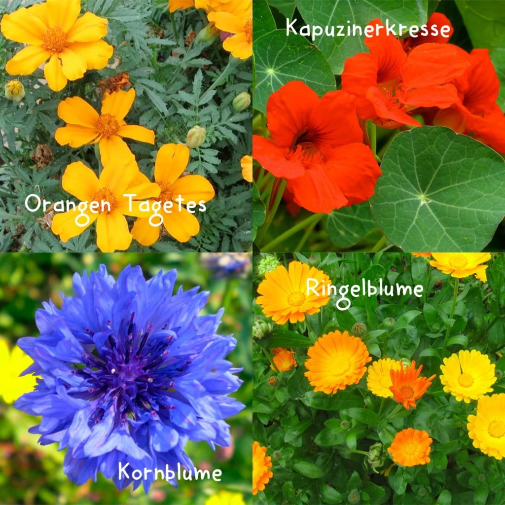 Set Di Semi Gourmet Flowers - immagine 4