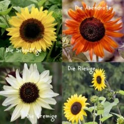 Set Di Semi Happy Flower