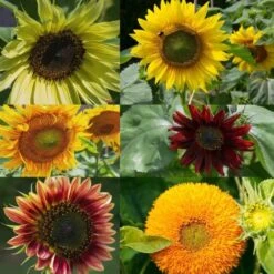 Set Di Coltivazione - 6 Girasoli