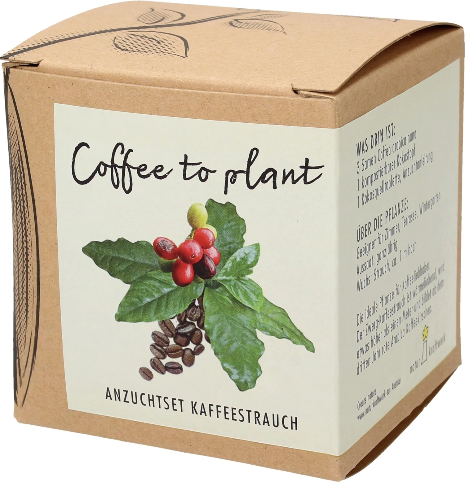 Set Di Coltivazione Pianta Del Caffè - immagine 4