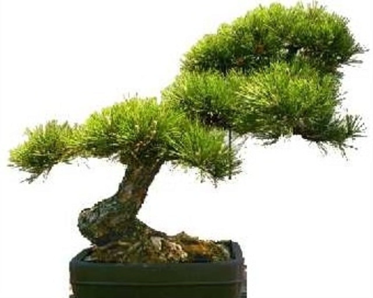 Pino Giallo - immagine 2